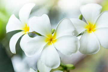 Fototapeta na wymiar Plumeria flower in the garden with nature background to create a beautiful