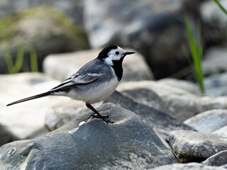 Closeup of a White Wagtail (Motacilla alba) standing on a rock at a river bank, Germany
