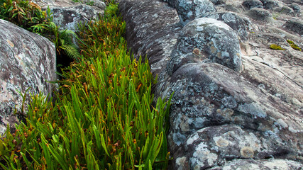 Row of wild green plant with narrow leaves and fern growth between 
humpback grey-blue rocks.