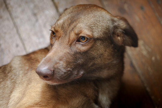 Portrait of a purebred red dog in a country house