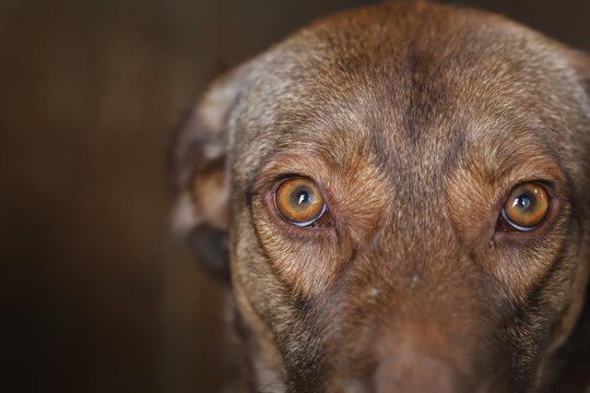 Portrait Of A Purebred Red Dog In A Country House