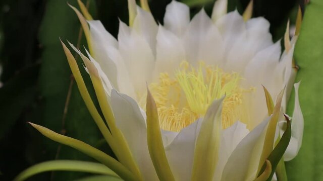 Flor de pitaya