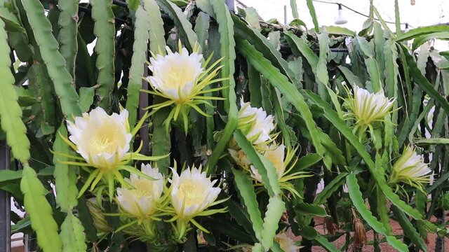 Flores de un cultivo de pitaya