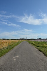 Fototapeta na wymiar Path between grain field and poppy field in Kalletal, Germany