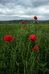Poppy flower. 
Colorful,vivid close up of red, wild poppy flowers outdoors.