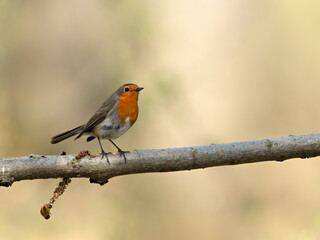 Closeup of an European Robin (Erithacus rubecula) with bright red throat standing on a branch, Germany