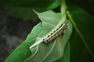Close up of Leaf eating worm climb on green leave