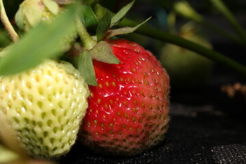 beautiful photo of strawberries growing in the garden