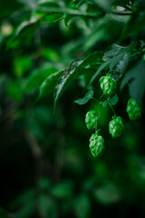 Dreamy nature scenes...