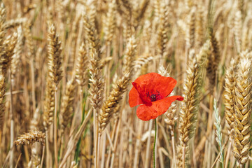 poppy in wheat field