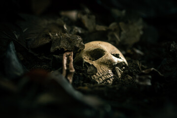 Still life of human skull that died for a long times or gravyard,concept of horror or thriller movies of scary crime scene ,Halloween theme, visual art