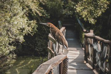 A bird in the ecological reserve in Buenos Aires, Argentina