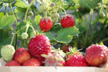 beautiful photo of strawberries growing in the garden