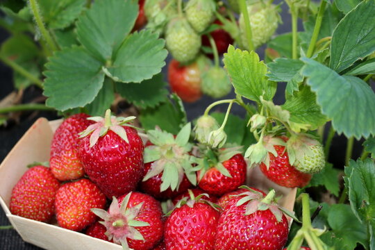 beautiful photo of strawberries growing in the garden