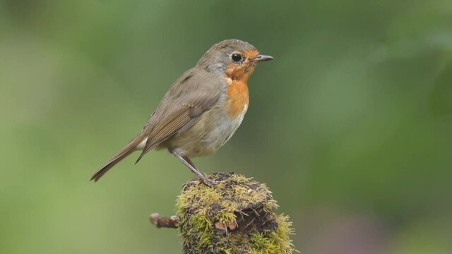 robin bird animal perched on ground turn singing