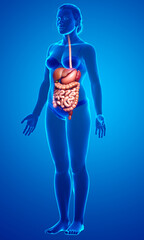 3d rendered medically accurate illustration of female Digestive System