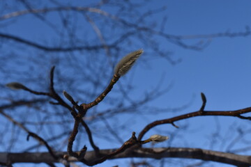 Protected by the fluffy jacket in the winter blue sky Sapporo Japan