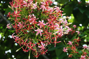 Bouquet of Chinese honey Suckle flower nature background