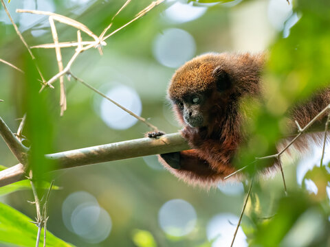 Closeup of a half-blind Dusky Titi Monkey (Callicebus moloc) lying on a branch in the tropical rainforest of Peru