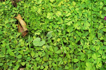 Close Up of Green Leaves nature Background  Texture