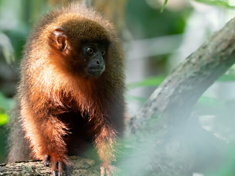 Closeup of a Dusky Titi Monkey (Callicebus moloc) standing on a branch in the tropical rainforest of Peru