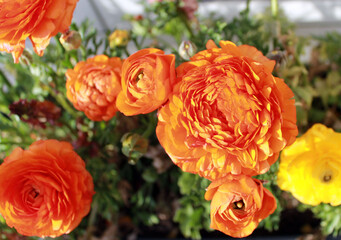 Renoncule orange