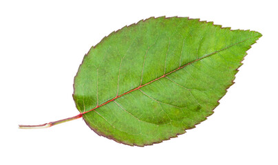 Fototapeta premium natural leaf of garden rose flower plant isolated on white background
