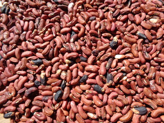 Long bean seeds with a natural background. The seeds are on drying process