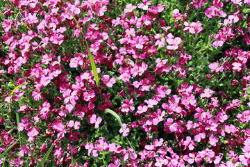 Fototapeta premium Aubriète