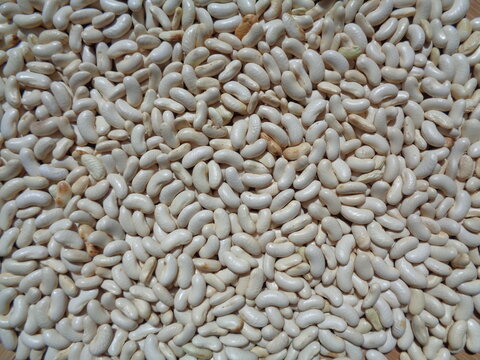 Long bean seeds with a natural background. The seeds are on drying process