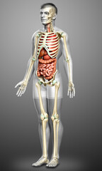 3d rendered medically accurate illustration of male  Internal organs and skeleton system