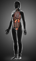 Fototapeta na wymiar 3d rendered, medically accurate illustration of female kidneys