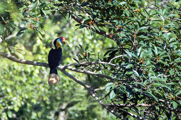 Beautiful adult male Wrinkled hornbill, high angle view, rear shot, in the morning foraging on the branch of the fruit tree in nature of tropical rainforest, wildlife sanctuary in southern Thailand.