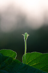 white Calabash guards blooming flower.
