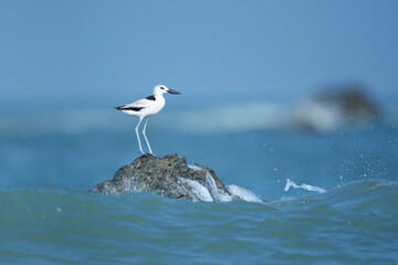 Closeup shorebird, Crab-plover, low angle view, side shot, in early morning standing on the rock under the blue sky near the sandy bank of Phang-nga beach in southern Thailand.