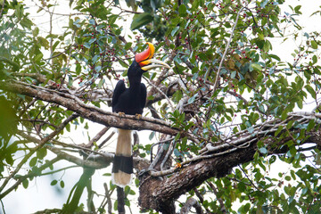 Beautiful adult male Rhinoceros hornbill, high angle view, front shot, perching on the branch in the sunlight on the fruit tree under the clear sky in tropical rainforest, southern Thailand.