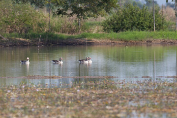 Closeup Greylag goose, low angle view, side shot, the waterfowl that very rare winter visitor in Thailand, swimming in nature under the clear sky on biggest swamp, non-hunting area, northern Thailand.