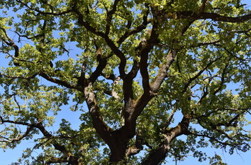 Obraz premium The sun clock shows different faces in Tuscany Italy