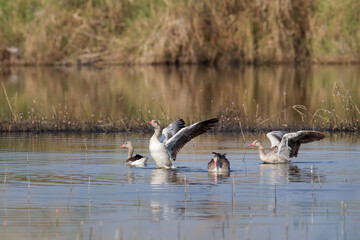 Closeup Greylag goose, low angle view, side shot, the waterfowl that very rare winter visitor in...