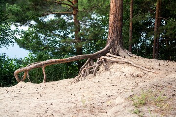 A tree with big roots.