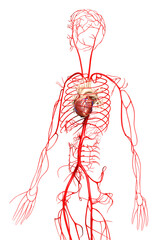 3d rendered medically accurate illustration of  arteries