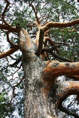 Pine tree trunk with branches