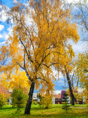 Colorful autumn forest , colored landscape of autumn against a blue sky