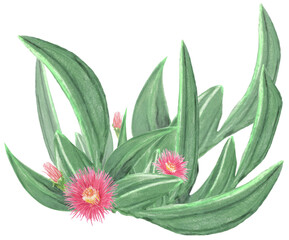 Pig face plant edible bush tucker food. Pink flowers with green leaves.