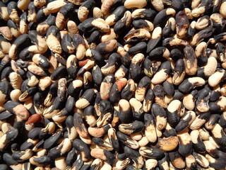 Long bean seeds with a natural background. The seeds are on drying process