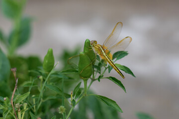 Grasshopper on leaves.