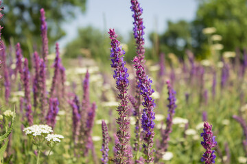 plant grass sage grows in a meadow in the sun in the afternoon