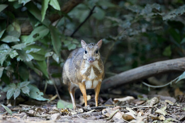 Naklejka na ściany i meble Closeup adult mouse-deer, low angle view, front shot, walking to explore food near the fallen branch in nature of tropical dense forest, the national park in lower central region of Thailand.