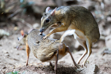 Closeup a couple of adult mouse-deer, low angle view, front shot, mating in nature of tropical dense forest, the national park in lower central region of Thailand.
