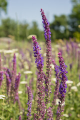 plant grass sage grows in a meadow in the sun in the afternoon